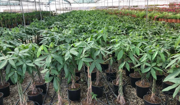 import houseplant from iran