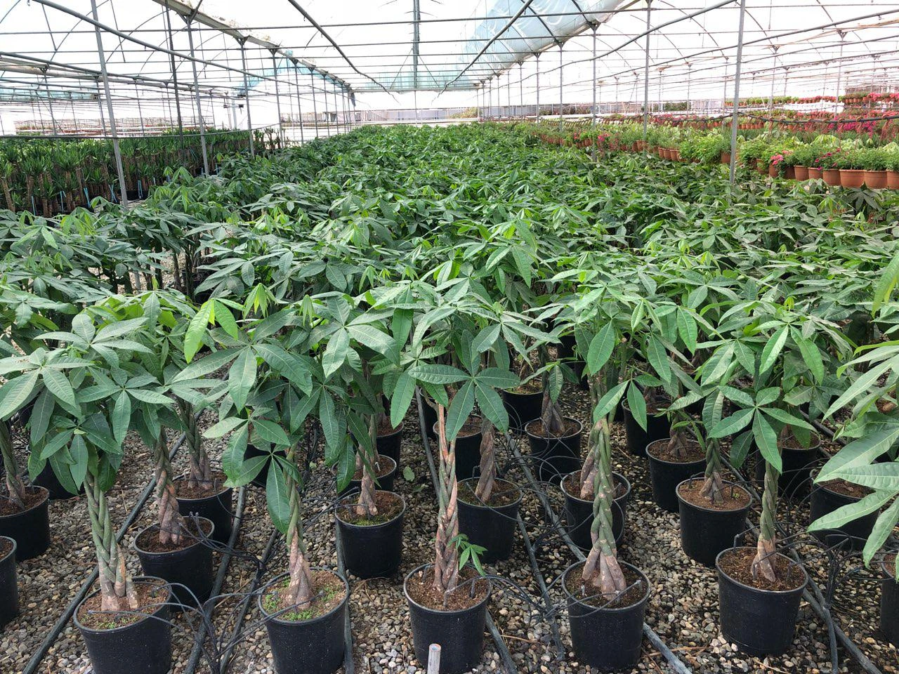 import houseplant from iran