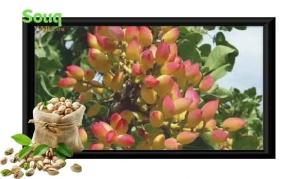 import iranian pistachio