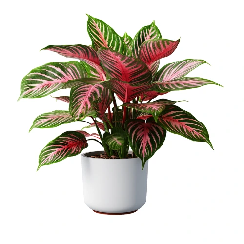 Aglaonema