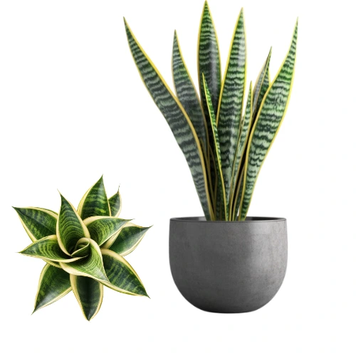 Sansevieria