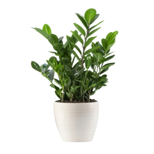 zamiifolia