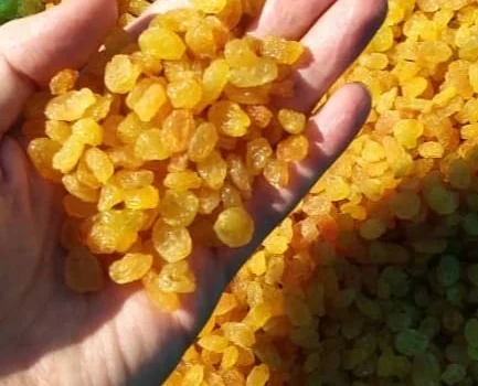 golden raisins